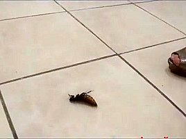 Roaches...