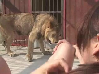 Risa Murakami- Fucking inside lion cage